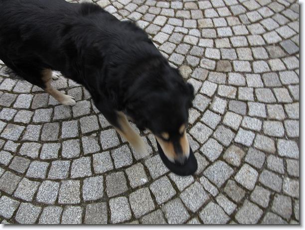 Nächstes Bild